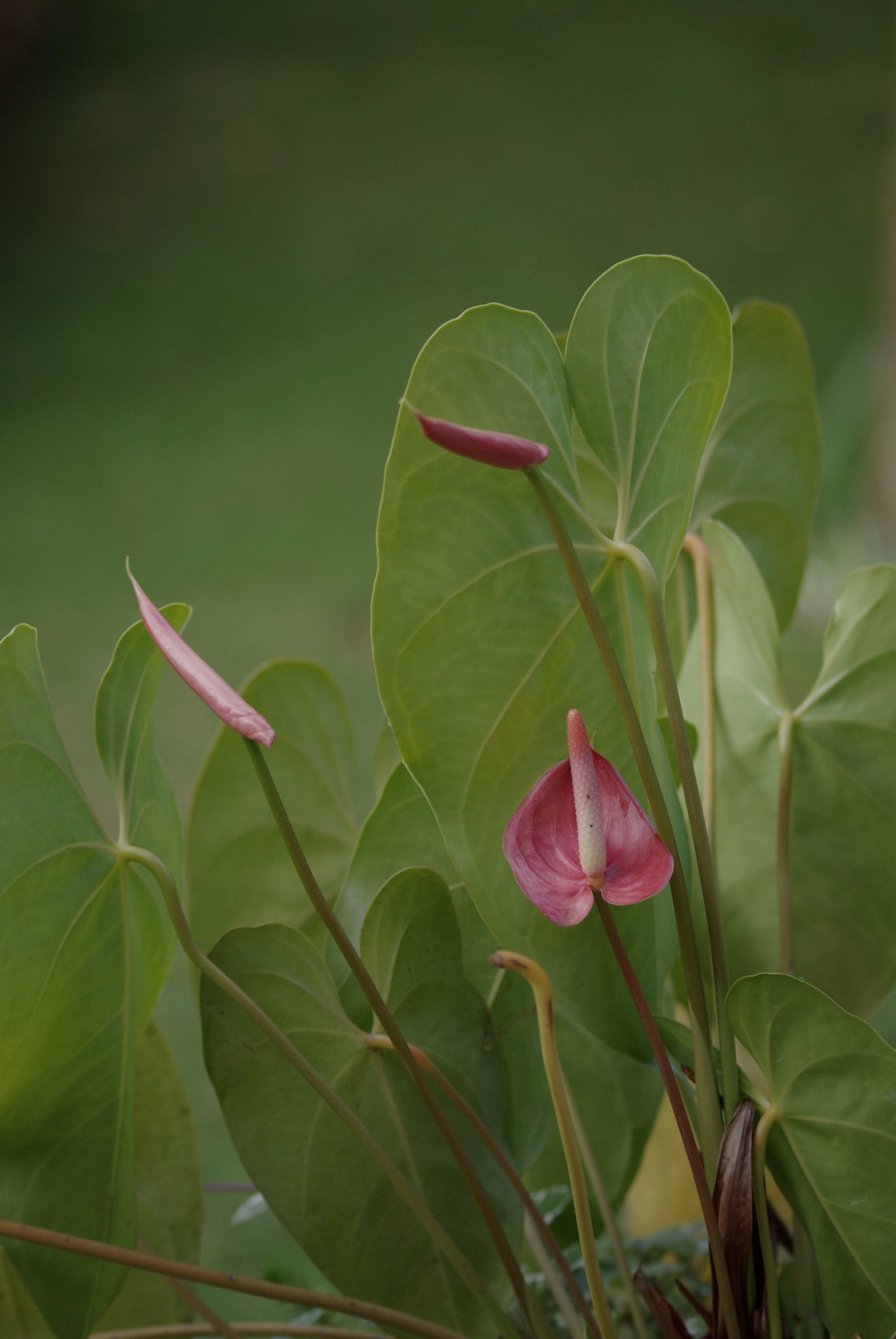 Fleurs, aux alentours de Kigali