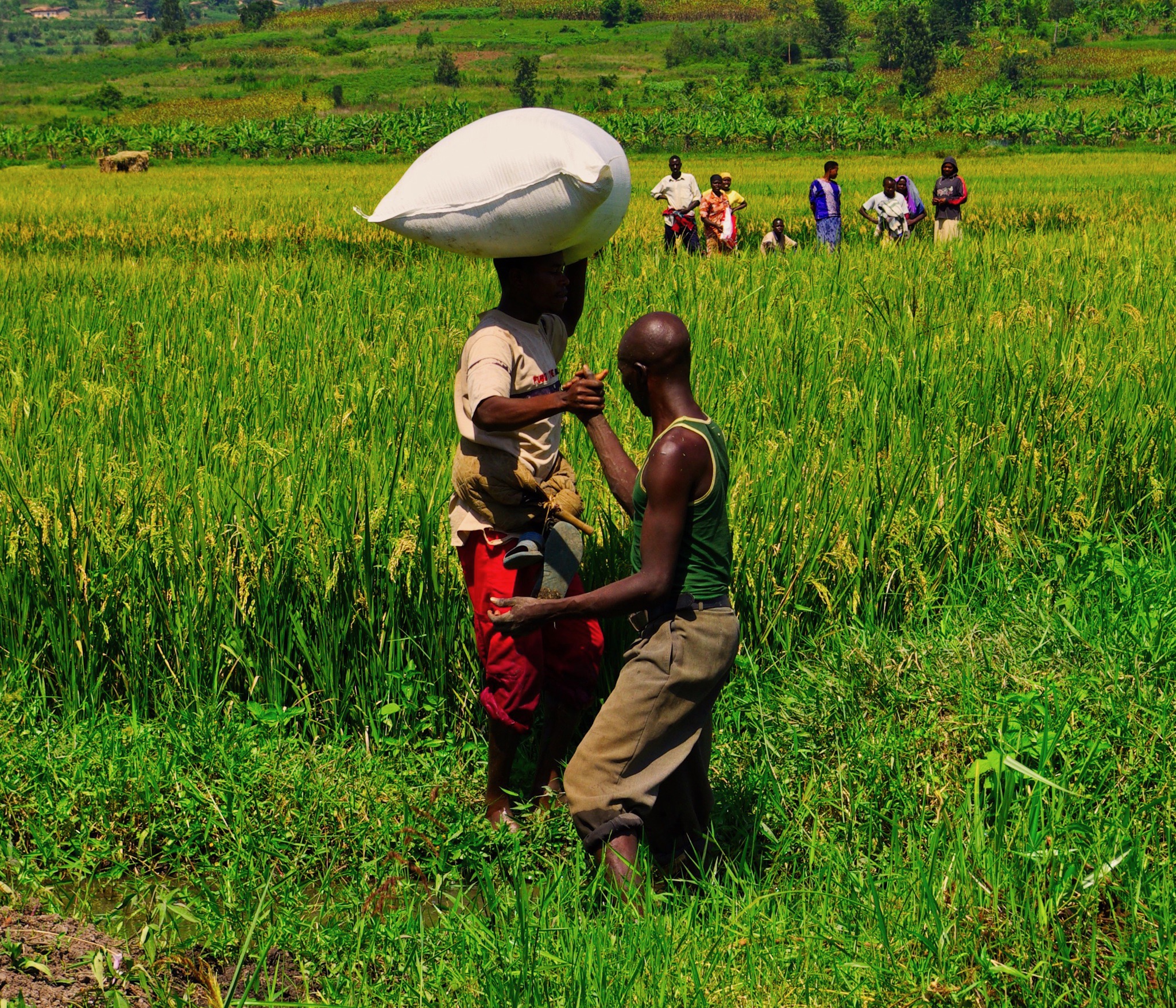 Rizières de Mugina, Rwanda