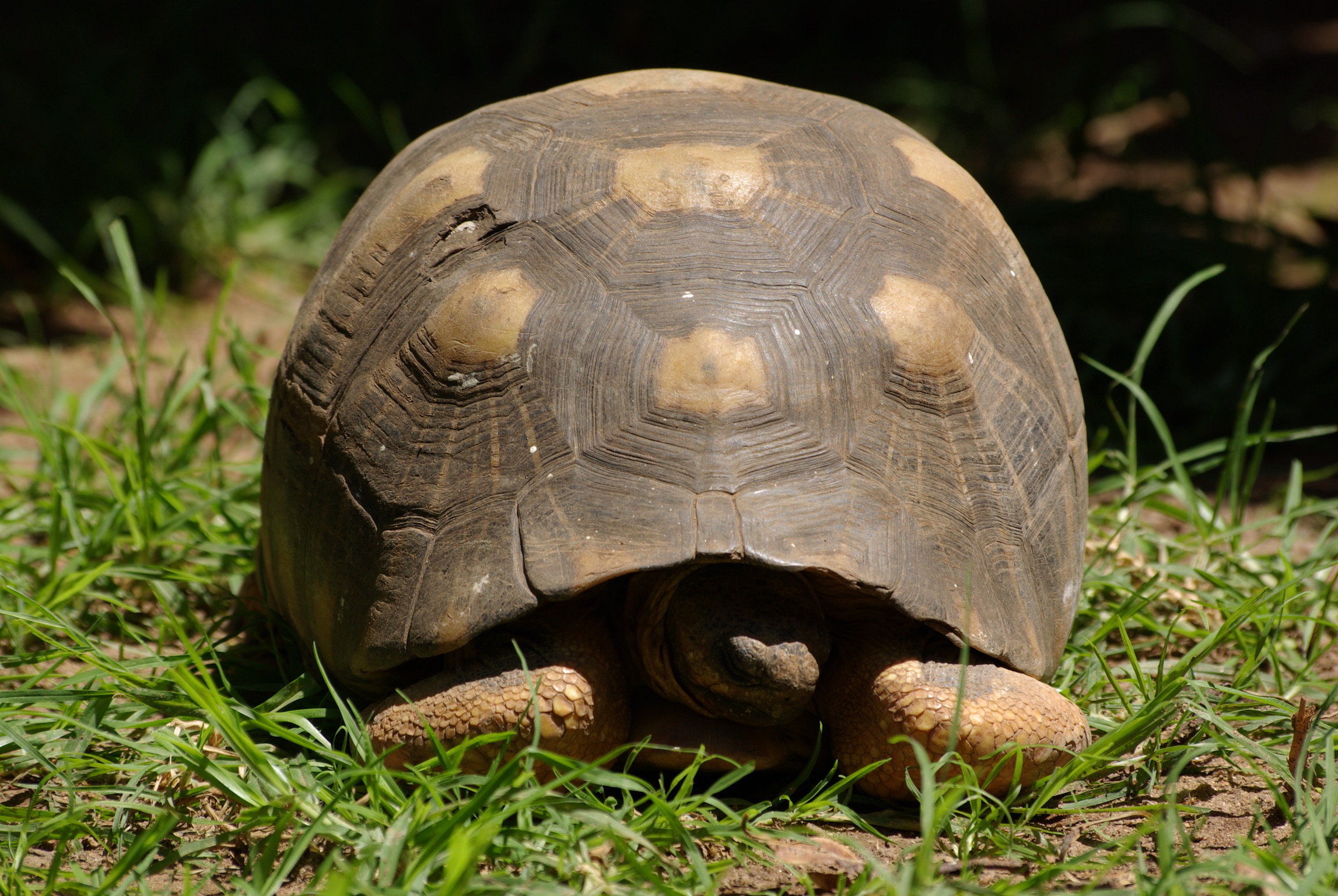 Tortue géante, Madagascar